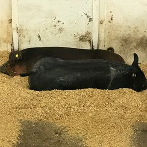 Meet your Posher, Bridget